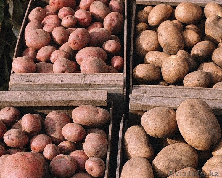 КАРТОФЕЛЬ СВЕЖИЙ 2012г. - Изображение #2, Объявление #726071