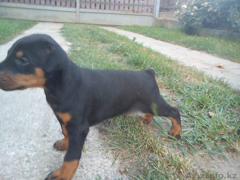 Щенки добермана - Изображение #3, Объявление #714166