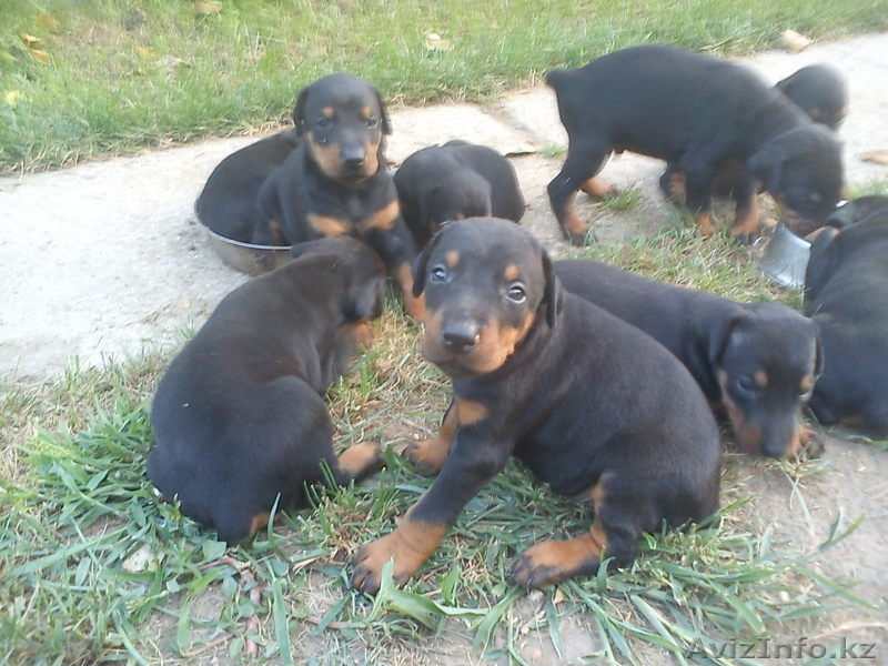 Щенки добермана - Изображение #2, Объявление #714166
