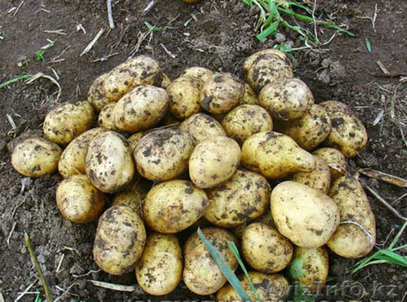 КАРТОФЕЛЬ СВЕЖИЙ 2012г. - Изображение #1, Объявление #726071