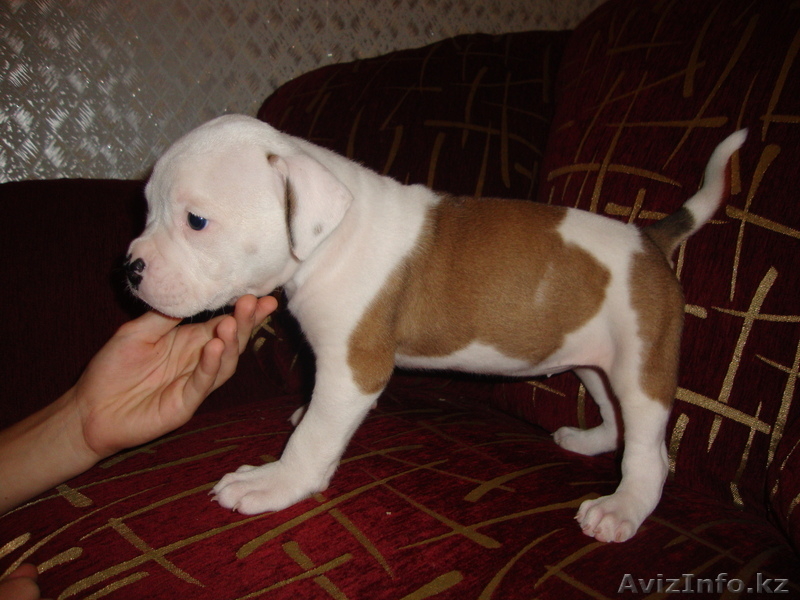 Продаю щенков америкаского бульдога - Изображение #2, Объявление #749963