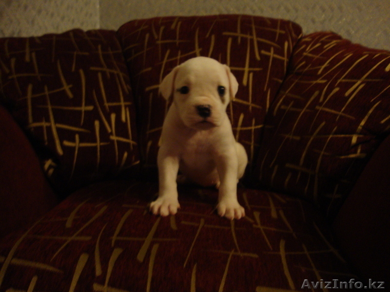 Продаю щенков америкаского бульдога - Изображение #3, Объявление #749963