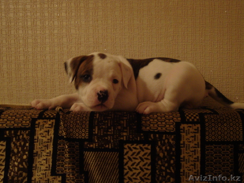 Продаю щенков америкаского бульдога - Изображение #5, Объявление #749963