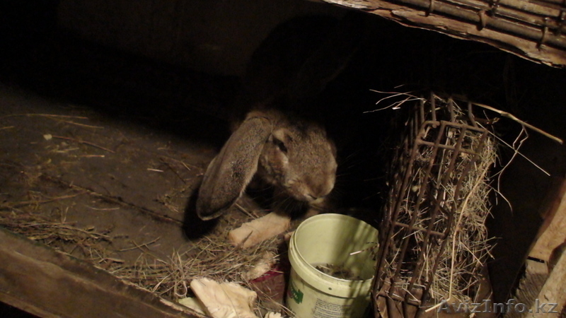 Кролики живьем и мясом. - Изображение #1, Объявление #773857