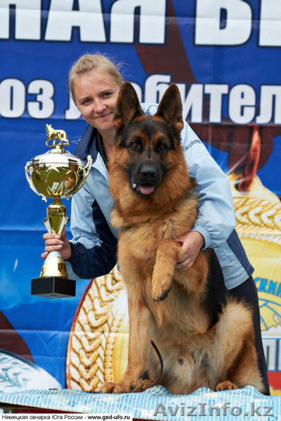 Щенки немецкой овчарки из питомника "BOIKII STRAG" - Изображение #4, Объявление #817134