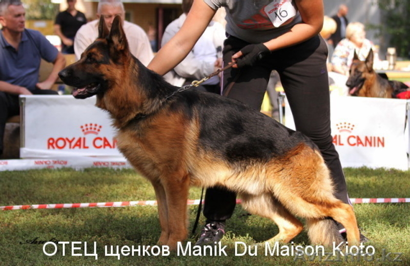 Щенки немецкой овчарки из питомника "BOIKII STRAG" - Изображение #3, Объявление #817134