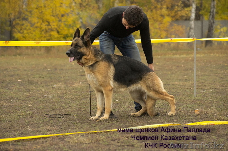 Щенки немецкой овчарки из питомника "BOIKII STRAG" - Изображение #1, Объявление #817134