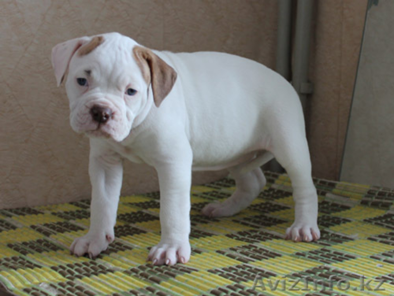 ПРОДАМ ЩЕНКОВ АМЕРИКАНСКИЙ БУЛЬДОГ - Изображение #2, Объявление #816595