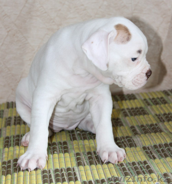 ПРОДАМ ЩЕНКОВ АМЕРИКАНСКИЙ БУЛЬДОГ - Изображение #1, Объявление #816595