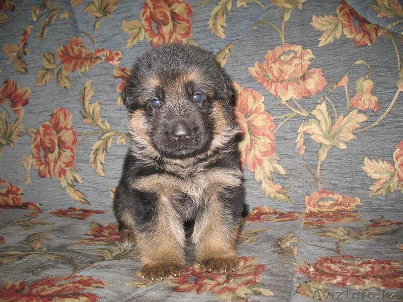 Щенки немецкой овчарки из питомника "BOIKII STRAG" - Изображение #7, Объявление #817134