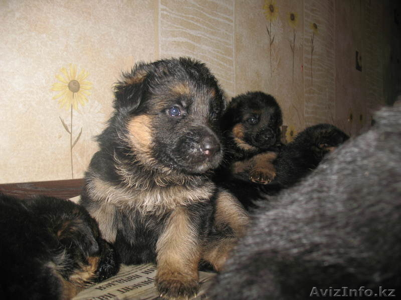 Щенки немецкой овчарки из питомника "BOIKII STRAG" - Изображение #5, Объявление #817134