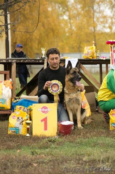 Щенки немецкой овчарки из питомника "BOIKII STRAG" - Изображение #2, Объявление #817134