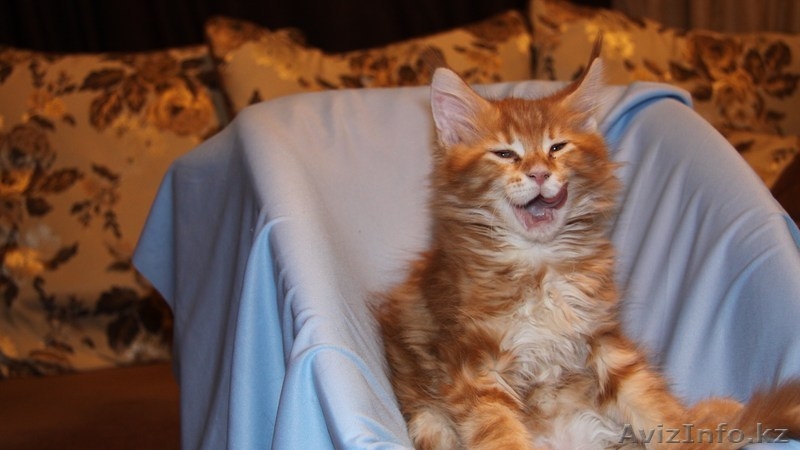 Продаются Котята мейн кун Астана - Изображение #5, Объявление #841836