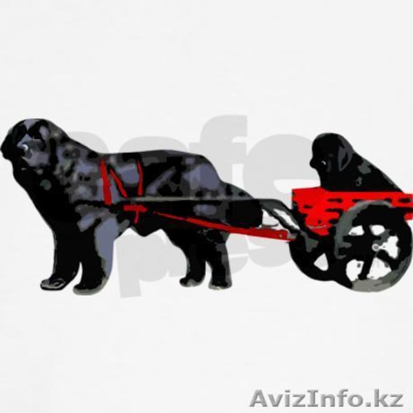 ньюфаундленда щенка продаю - Изображение #4, Объявление #841227