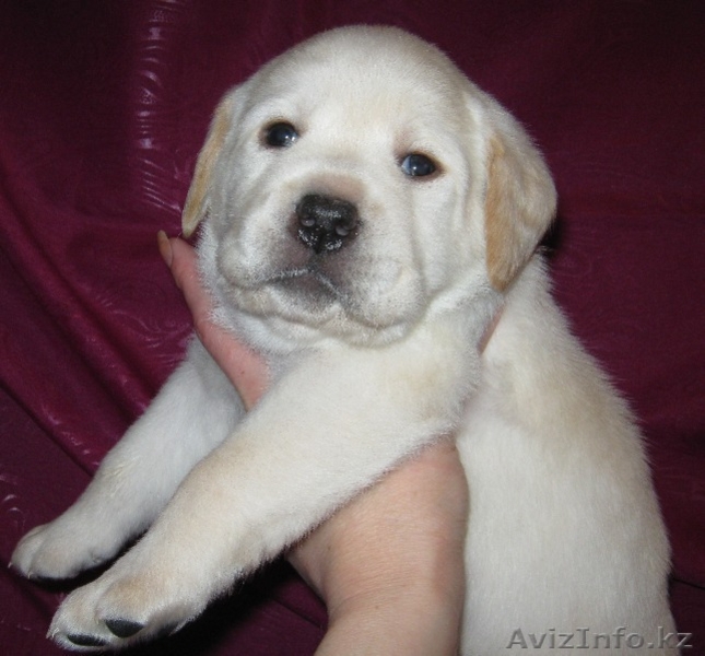 Щенки Лабрадора от чемпионской пары - Изображение #2, Объявление #863639