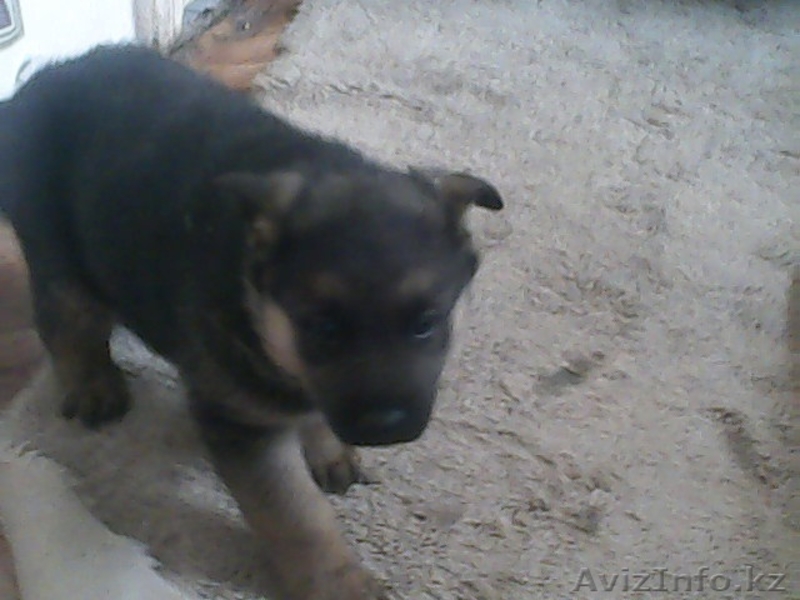 продаю щенка                                                                     - Изображение #3, Объявление #861310
