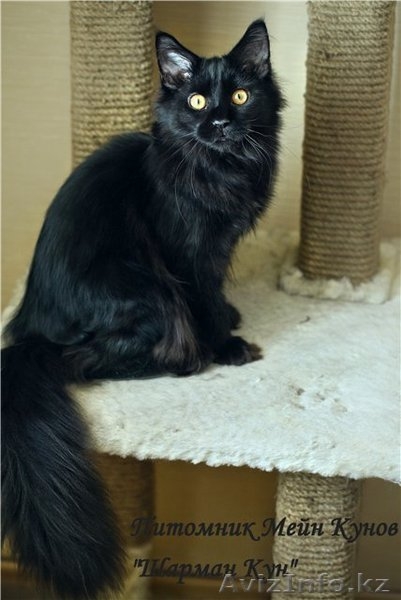 продаются котята породы Мейн Кун от титулованных родителей - Изображение #3, Объявление #869745