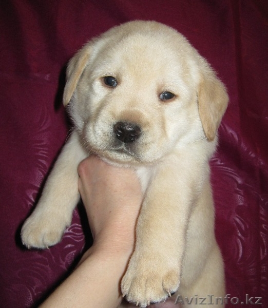 Щенки Лабрадора от чемпионской пары - Изображение #3, Объявление #863639