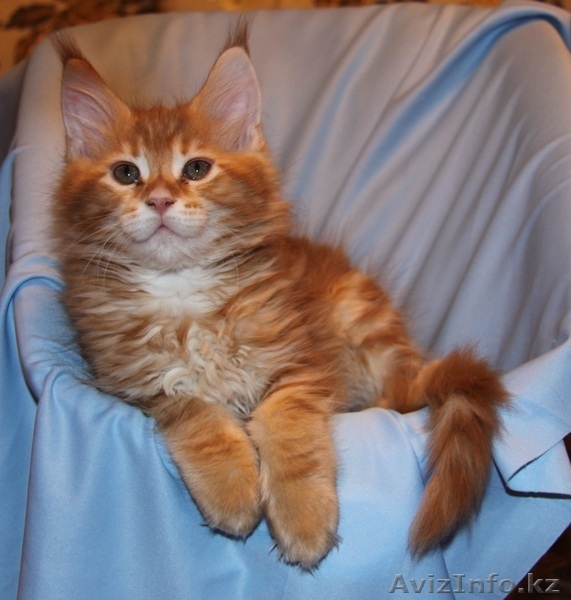 Мейн кун котята - Изображение #3, Объявление #845181