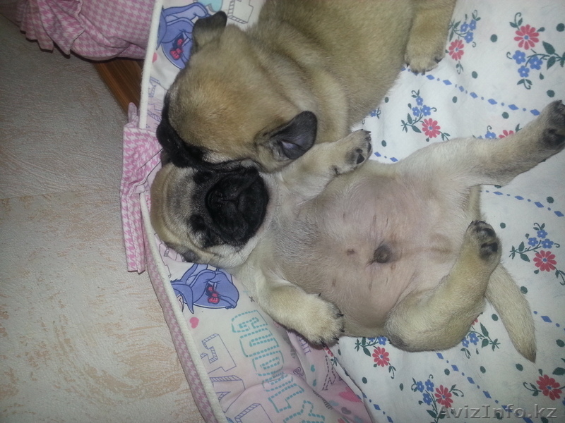 растения животные птици - Изображение #1, Объявление #884502