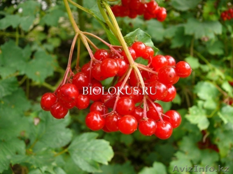 Продаю саженцы пионов (бордовые) и калины (лекарственная) - Изображение #2, Объявление #875087