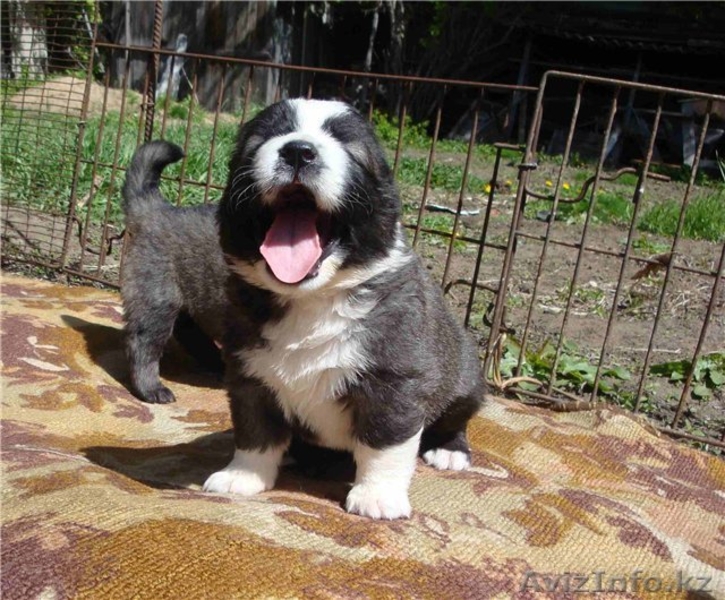 Кавказская овчарка (щенки) - Изображение #2, Объявление #900608