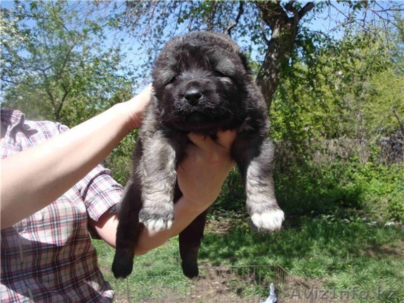 Кавказская овчарка (щенки) - Изображение #3, Объявление #900608