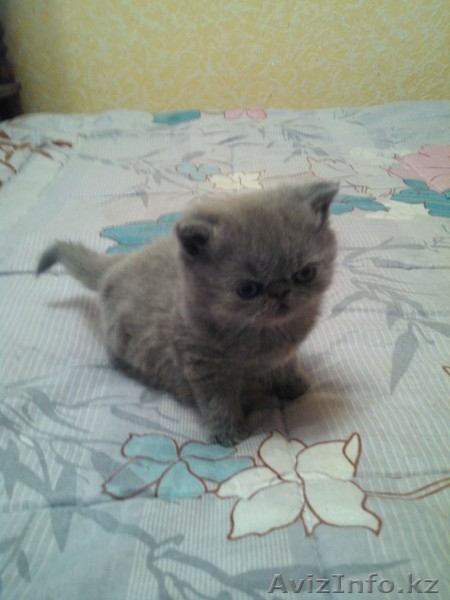 Продаю очаровательную персидскую девочку голубого окраса,малышке 1,5 месяца - Изображение #3, Объявление #901503