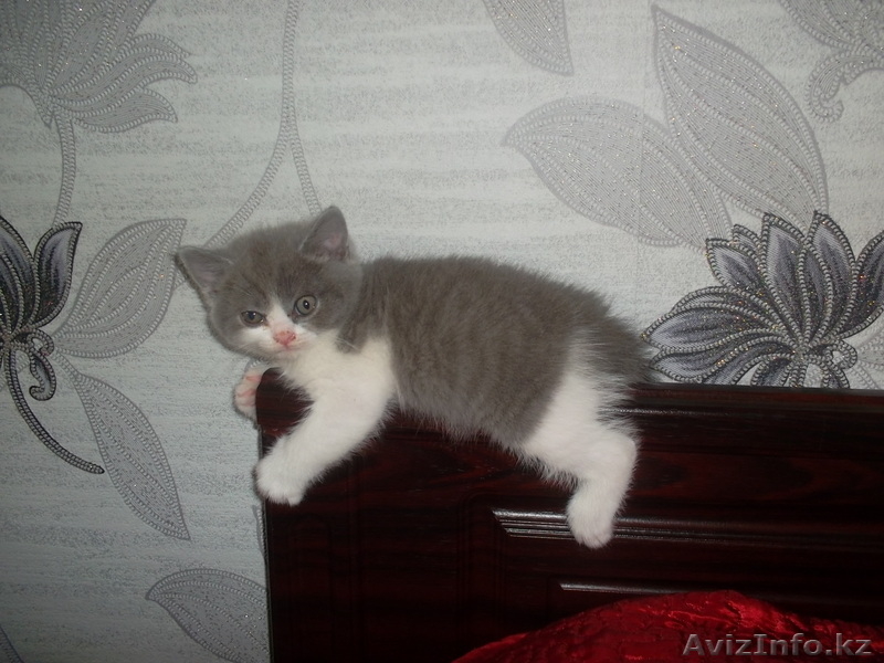 замечательный котенок хочет стать членом вашей семьи) - Изображение #2, Объявление #905930