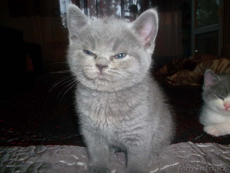 замечательный котенок хочет стать членом вашей семьи) - Изображение #1, Объявление #905930