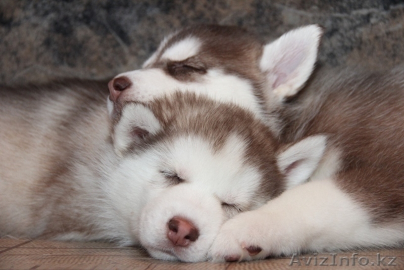 Перспективные щенки - Изображение #1, Объявление #934869