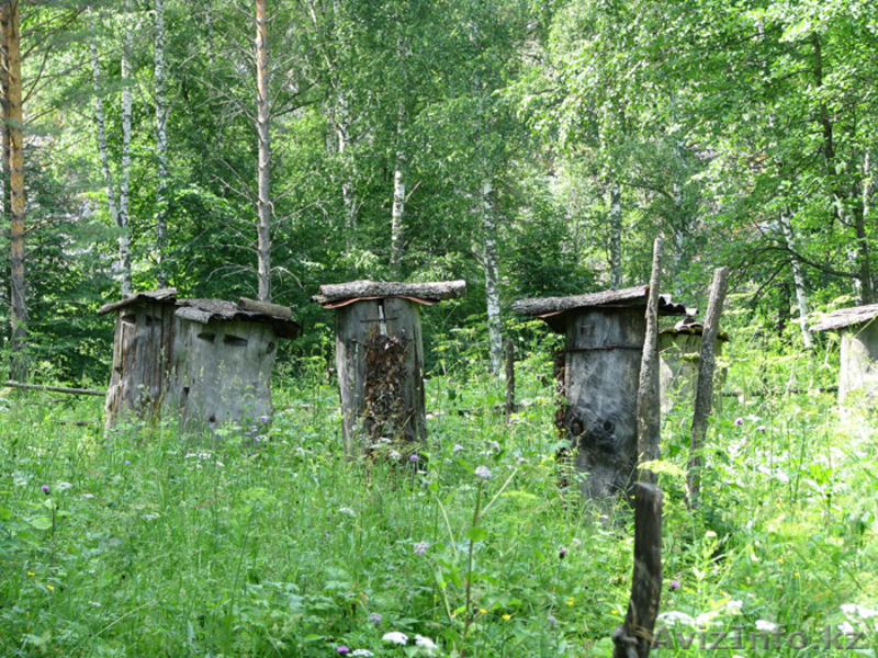 Продам натуральный Башкирский мед - Изображение #3, Объявление #806705