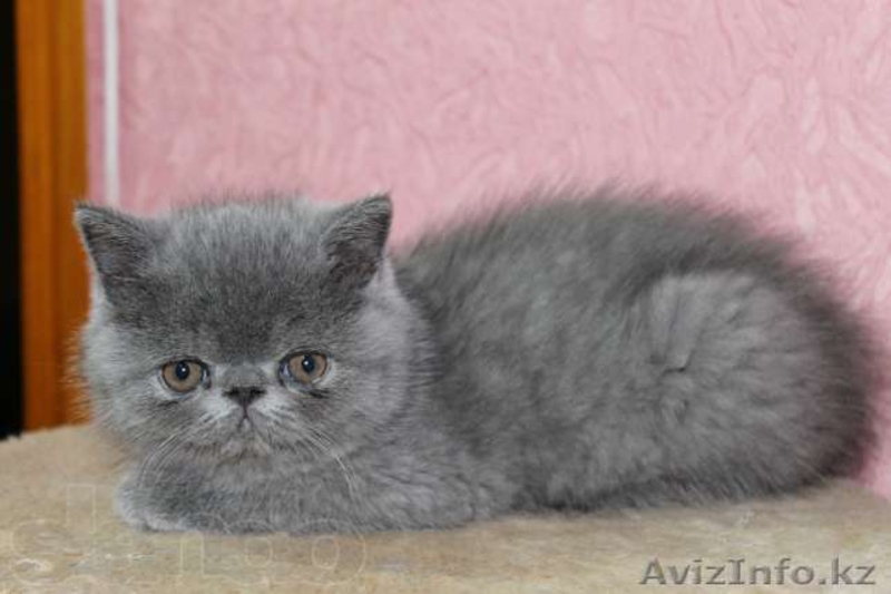 Продам котят экзотов  - Изображение #1, Объявление #948540