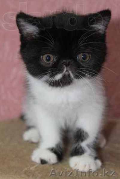 Продам котят экзотов  - Изображение #2, Объявление #948540