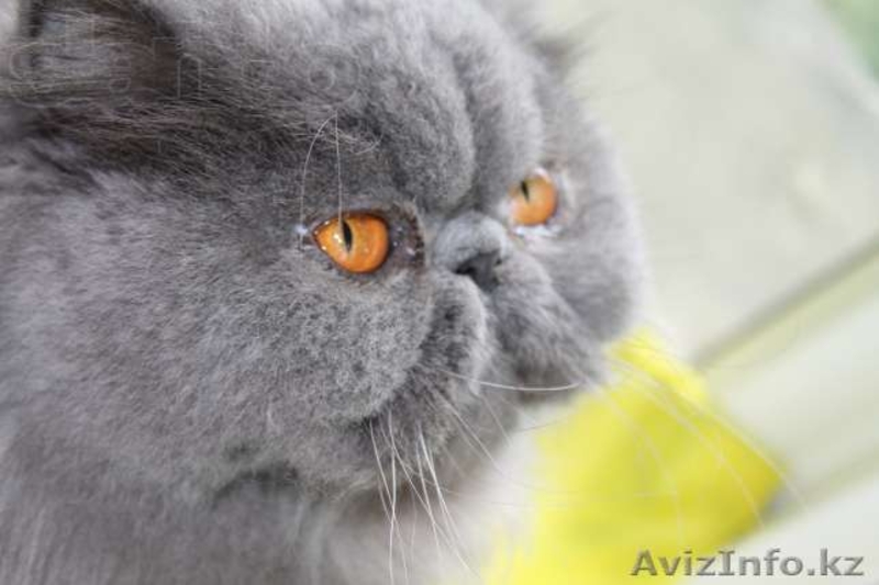 Продам котят экзотов  - Изображение #5, Объявление #948540