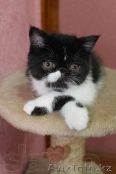 Продам котят экзотов  - Изображение #4, Объявление #948540
