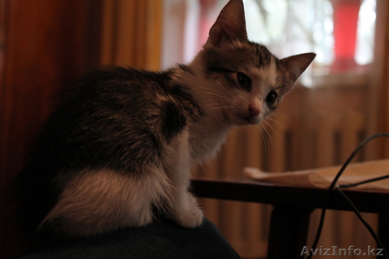 Дарю! Отдам котенка в хорошие руки! - Изображение #1, Объявление #954671