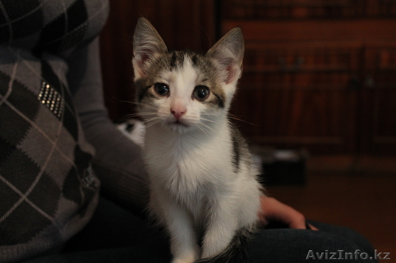 Дарю! Отдам котенка в хорошие руки! - Изображение #2, Объявление #954671