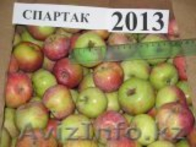 Яблоки зимние( Синап орловский и северный) - Изображение #4, Объявление #955296