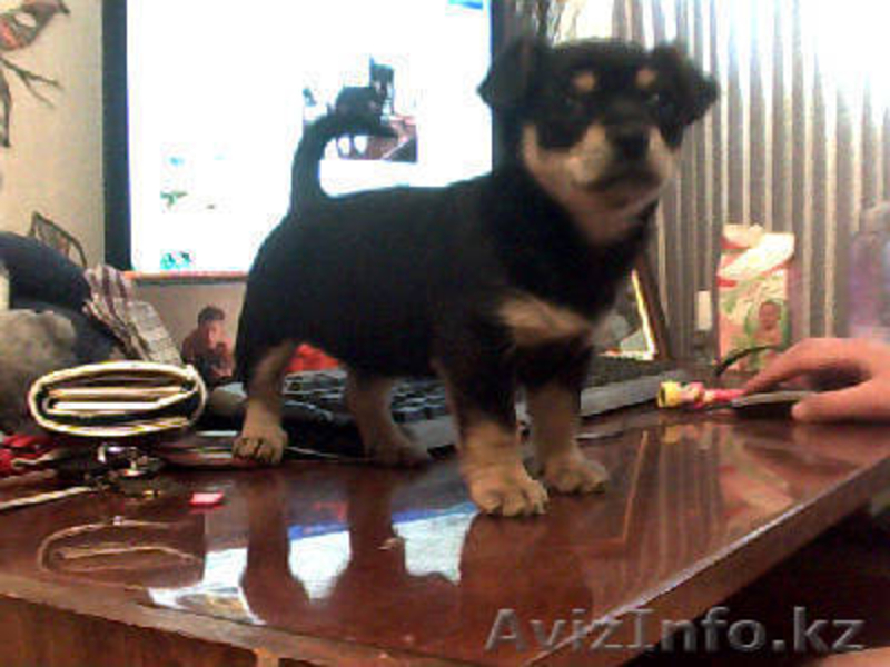 МИЛЫЙ ЩЕНОК В ДОБРЫЕ РУКИ! - Изображение #1, Объявление #963037