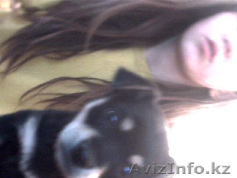 МИЛЫЙ ЩЕНОК В ДОБРЫЕ РУКИ! - Изображение #2, Объявление #963037