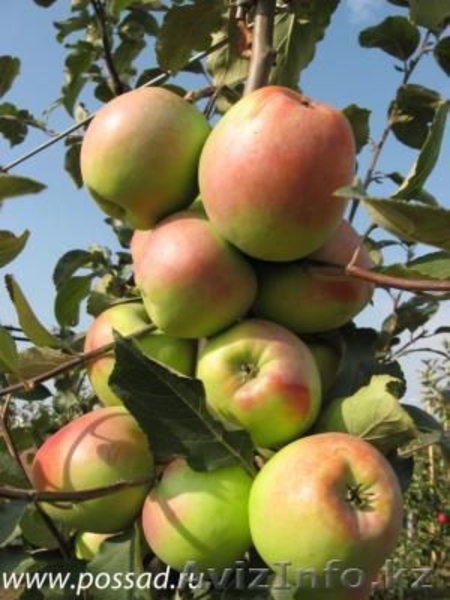 Яблоки зимние( Синап орловский и северный) - Изображение #1, Объявление #955296