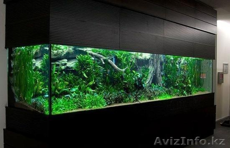 Обслуживание аквариумов в г. Караганда  - Изображение #5, Объявление #843615