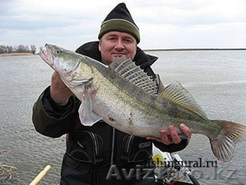  Кадиша 87052494703 - Изображение #2, Объявление #1048851