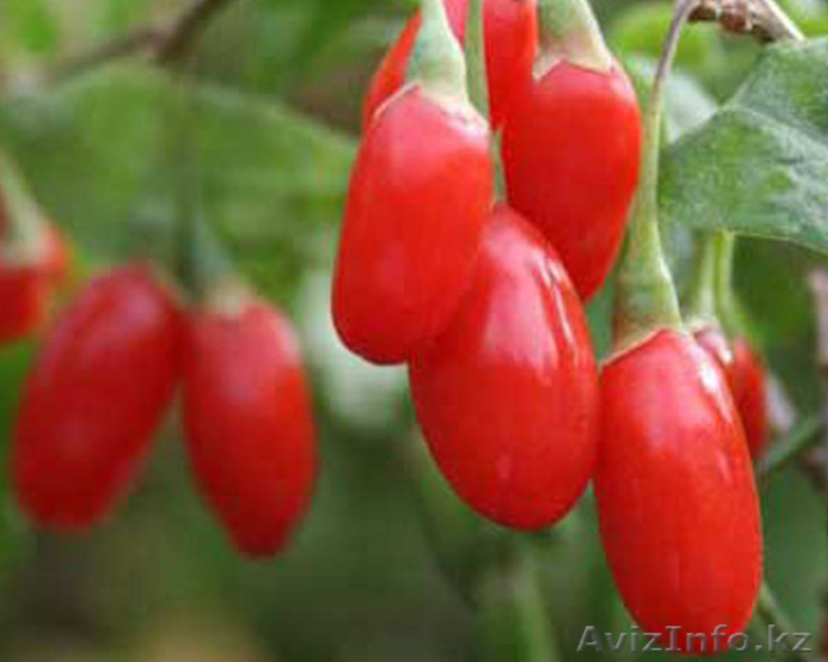 Ягоды Годжи - БЕСПЛАТНАЯ ДОСТАВКА по РК - Изображение #1, Объявление #1094448