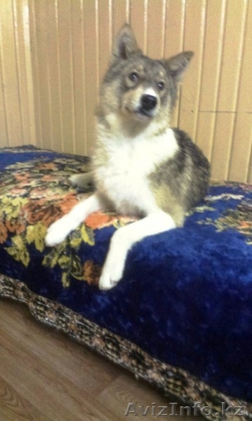 Продается западно-сибирская лайка - Изображение #2, Объявление #1092460