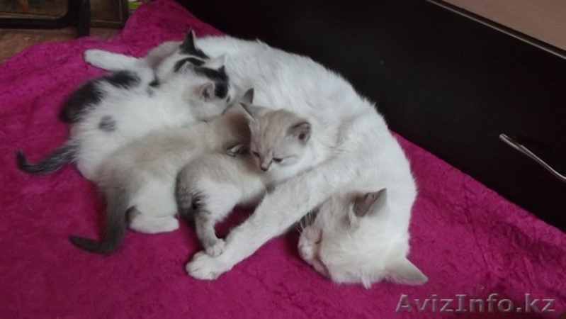 Пристаривается кошка и 4 котенка - Изображение #3, Объявление #1134389