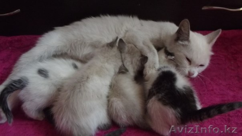 Пристаривается кошка и 4 котенка - Изображение #1, Объявление #1134389