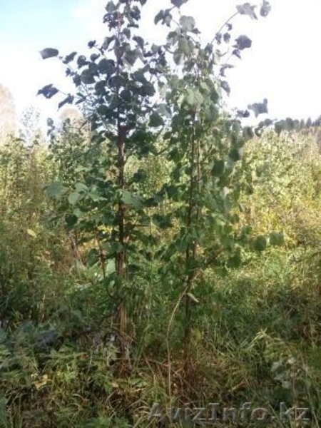 Саженцы ЛИПЫ с комом - Изображение #2, Объявление #1149028