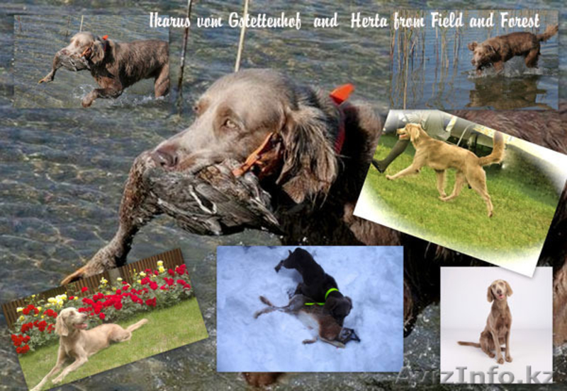 Длинношерстные Веймаранеры  - Изображение #1, Объявление #1146217